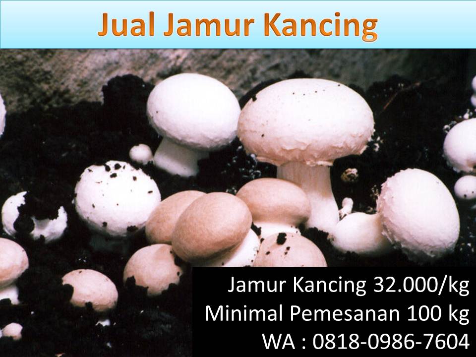 Cara memasak jamur kancing bumbu merah - barang yang paling laku di indonesia.  Tumis-jamur-kancing-tahu-putih